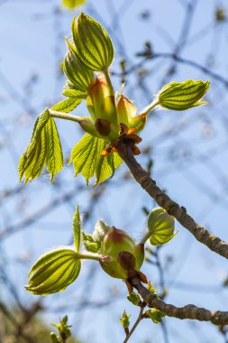 Yeşil Kestane Yaprakları güzel bir ışık tutuyor. Bahar mevsimi, bahar renkleri. Aesculus hipocastanum, at kestanesi..