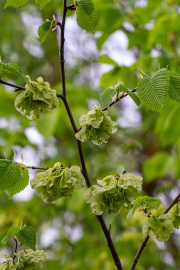 Baharın başında yaprakların arasında dallara samara samarae (samara samarae) ya da İskoç karaağaç karaağaç glabra yakın çekim.