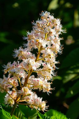 Aesculus hipocastanum büyük bir ağaçtır. Cilt yüzeyi arılar ve böcekler için bir nektar kaynağıdır ve geleneksel tıpta bir malzeme olarak kullanılır..