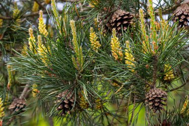 Pinus çam ağacının ovoid ve portakal filizlerinin seçici odak noktası ve bulanık arka planı olan yeşil iğneler..