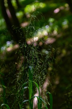 Calamagrostis arundinacea is a species of bunch grass in the family Poaceae, native to Eurasia, China and India. closeup of weeds of tropical mountains. Wild grass wallpaper. Weeds. nature grass. clipart