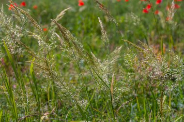 Calamagrostis arundinacea, Poaceae familyasından Avrasya, Çin ve Hindistan 'a özgü bir çim türü. Tropik dağların yabani otlarına yakın çekim. Vahşi çimen duvar kağıdı. Yabani otlar. Doğa otu.