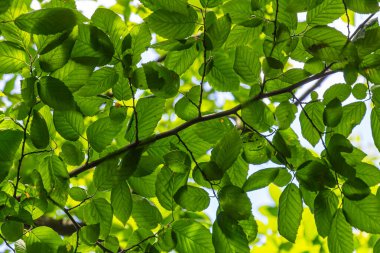 Parlak yeşil boynuz direği gökyüzünün önünde yapraklar yapar. Orman doğası geçmişi.