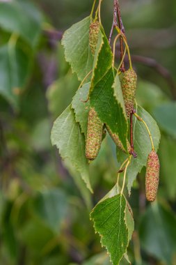 Betula Pendula ağacı yaprakları ve çiçekleri, gümüş huş ağacı..