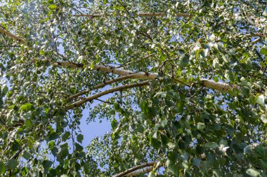 Betula Pendula ağacı yaprakları ve çiçekleri, gümüş huş ağacı..