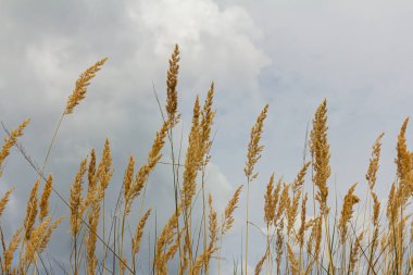 Çayırdaki küçük kamışlı Calamagrostis epigejos 'un enfeksiyonu..