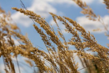 Inflorescence of wood small-reed Calamagrostis epigejos on a meadow. clipart