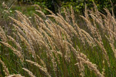 Çayırdaki küçük kamışlı Calamagrostis epigejos 'un enfeksiyonu..