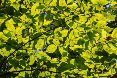 Ulmus pumila kertenkele yaprakları seçici odak noktası, Avrupa boynuz ışını veya karpinus betulus bahçede, yoğun bir çit oluşturan küçük yapraklı bitki, güneş ışığı ile yeşil yaprak deseni, doğa arka planı.