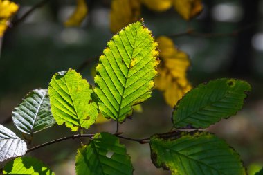 Ulmus pumila kertenkele yaprakları seçici odak noktası, Avrupa boynuz ışını veya karpinus betulus bahçede, yoğun bir çit oluşturan küçük yapraklı bitki, güneş ışığı ile yeşil yaprak deseni, doğa arka planı.