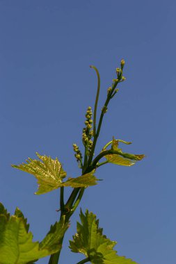 Baharda mavi gökyüzünün arka planında taze yeşil üzüm yaprakları.