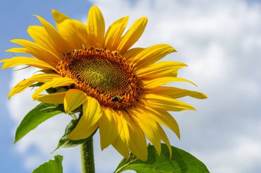 Mavi gökyüzü arkaplanlı ayçiçeği.