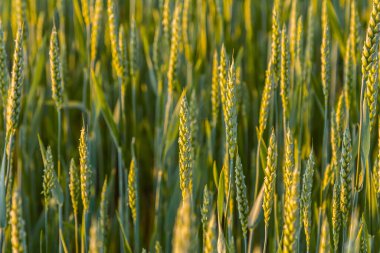 Öğleden sonra ışığı altın buğday tarlalarını yıkıyor, canlı yeşil sapları ve olgunlaşan tahılları vurguluyor, yaklaşan hasadı işaret ediyor..