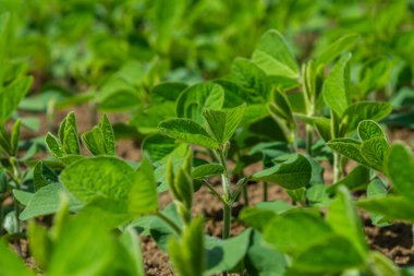 Canlı soya bitkileri verimli bir tarla içinde düzenli olarak yetişir, ılık bahar mevsiminde güneş ışığının tadını çıkararak, doğanın tarım güzelliğini ön plana çıkarırlar..