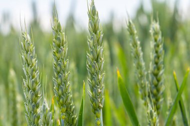 Berrak gökyüzünün altındaki büyüme mevsimini yansıtan yemyeşil buğday bitkileri, tarım arazilerinin güzelliğini ve bolluğunu vurguluyor..