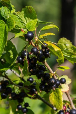 Olgun siyah kuş üzümü kümeleri yeşil yapraklardan sarkır, verimli bir bahçe ortamında parlak güneş ışığıyla aydınlatılır, hasat mevsiminin cömertliğini sergiler..