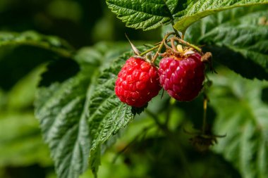 Çalının dallarında olgun kırmızı ahududular. Bahçede bir ahududu tarlası.