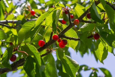 Olgun kirazlar, bereketli yeşil yapraklarla çevrili bir kiraz ağacından sarkan parlak güneş ışığıyla aydınlanan açık bir yaz günü.