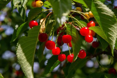 Meyve bahçesindeki yeşil yapraklardan sarkan parlak kırmızı kirazlar, ılık yaz aylarında açık mavi gökyüzü ile meyve bolluğunu gözler önüne seriyor..