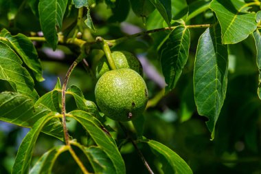 ceviz ağacı, kabukta ceviz yetiştiren dallar, yaz ağaçları, yeşil yapraklar, kabukta ceviz.