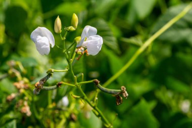 Narin beyaz çiçek tomurcukları bahçedeki yemyeşil bir bitkiden, gün ortası parlak güneş ışığı altında, baharda açan doğanın güzelliğini gözler önüne seriyor..