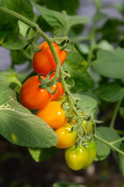 Yeşil, sarı, turuncu ve kırmızı tonlardaki lezzetli domatesler yaz bahçesinde yemyeşil yapraklarla çevrili bir sarmaşıkta olgunlaşırlar..