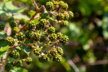 Olgunlaşmamış böğürtlen closeup bulanık yeşil arka plana sahip.