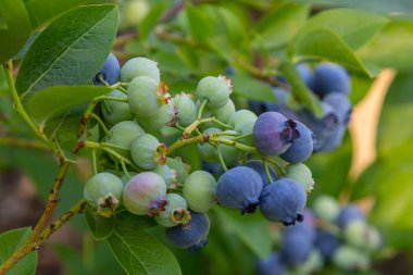 Canlı bir mavi yaban mersini çalısı Olgunlaşmış yabanmersini kümelerini iyi bakılmış bir bahçede sergiliyor.