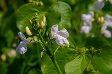 Gelişmekte olan bir bahçede yeşil yapraklardan çıkan zarif beyaz çiçekler, bahar mevsiminde her yerde canlı büyüyen güzellikleri sergiliyor..
