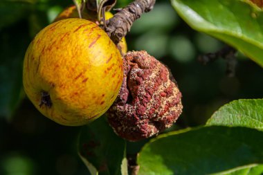 Bir daldan sarkan sarı bir meyvenin yakın plan görüntüsü, bitişik bir meyvenin çürüme belirtileriyle tezat oluşturuyor. Güneşli bir açık havada çekilmiş..