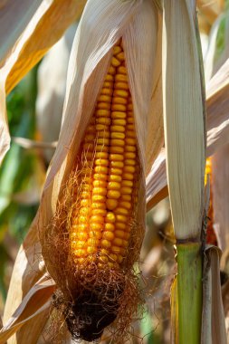 Hasat mevsiminde mısır tarlalarındaki mısır koçanları kavrulmuş mısır veya temel gıda olarak kullanılabilir..
