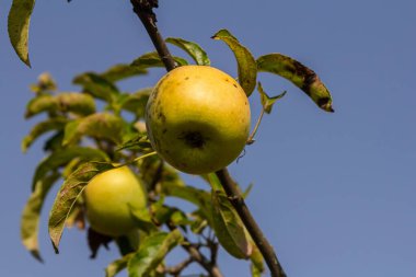 Parlak mavi gökyüzünün altındaki yeşil yapraklarla çevrili dallarda iki olgun altın elma sergileniyor. Bu da sonbahar erken hasat anlamına geliyor..