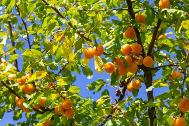Parlak turuncu kayısılar yazın açık mavi bir gökyüzünün altında yemyeşil dallardan sarkan kayısılardır..