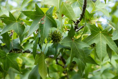 Romanya 'nın Bükreş kentinde canlı yeşil yaprakların yakın plan görüntüsü, sakin bir öğleden sonra yakalanan doğal güzelliği ve karmaşık yeşillikleri vurguluyor..