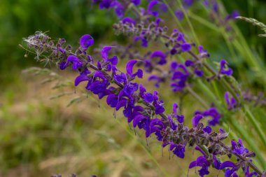 Salvia pratensis, Lamiaceae familyasından Avrupa, Batı Asya ve Kuzey Afrika 'ya özgü bir bitki türüdür..