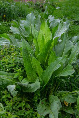 Rumex Confertus doğal koşullarda, yakın plan. Büyük yeşil yapraklar, arkaplan resmi.