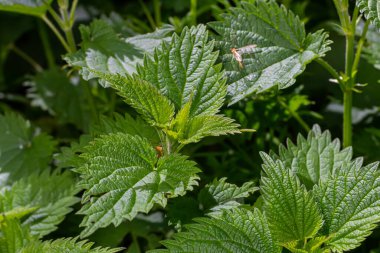 Urtica dioica or stinging nettle, in the garden. Stinging nettle, a medicinal plant that is used as a bleeding, diuretic, antipyretic, wound healing, antirheumatic agent.
