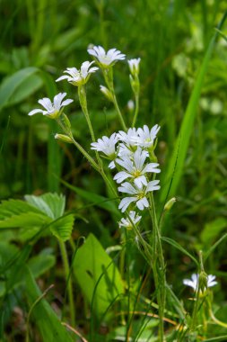 Parlak yeşil yapraklar arasında küçük beyaz çiçekler. İlkbahar - Paskalya çanı Stellaria sanal çay çiçeği.