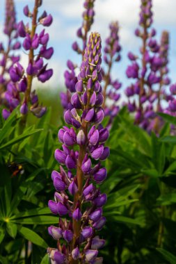Lupinus, lupin, acı bakla alan pembe mor ve mavi çiçekli.