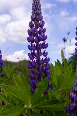 Lupinus, lupin, acı bakla alan pembe mor ve mavi çiçekli.