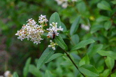 Çiçek açan çalılar sıradan bir özel Ligustrum vulgare..