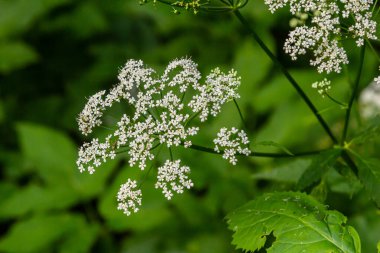 Beyaz Chaerophyllum aureum bitkisi pürüzsüz bokeh.