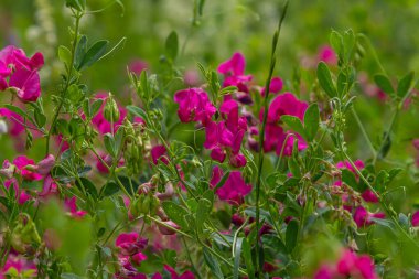 Sativa çiçeği tarlada çiçek açıyor..