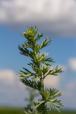 Acı Wormwood Artemisia Absinthium çalısı vahşi doğada yetişir..