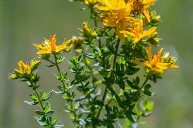 Aziz Johns otunun çiçekleri, Hypericum perforatum,