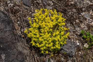 Müller tohumları orman yatağında. Sedum dönümü. Tarlada yetişen sarı çiçekler.