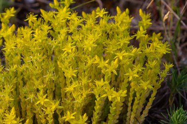 Müller tohumları orman yatağında. Sedum dönümü. Tarlada yetişen sarı çiçekler.