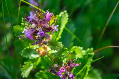 In summer, Teucrium chamaedrys grows in the wild among grasses. clipart