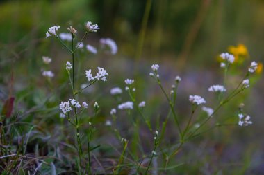Asperula tinctoria boyacısının makro fotoğrafı..