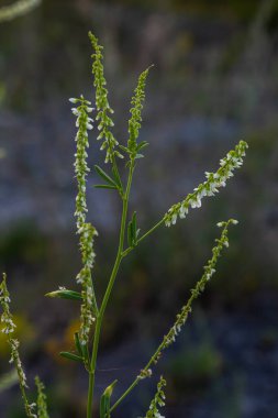 Melilotus albusu ya da bal yoncası yeşil renkli beyaz çiçekler.